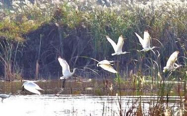河南街头持刀男子被击毙,河南一男子拿菜刀当街砍人