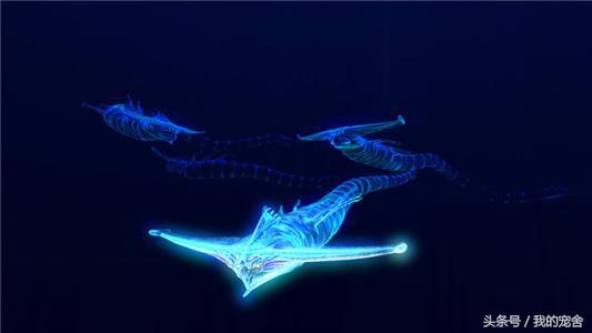 电鳗发出最大电量的动作,电鳗靠什么限制电量