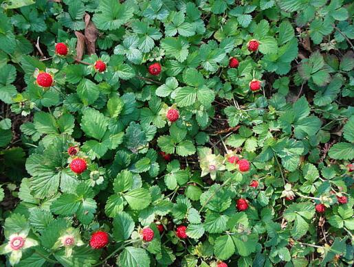 这些植物都是中药，你知道吗？