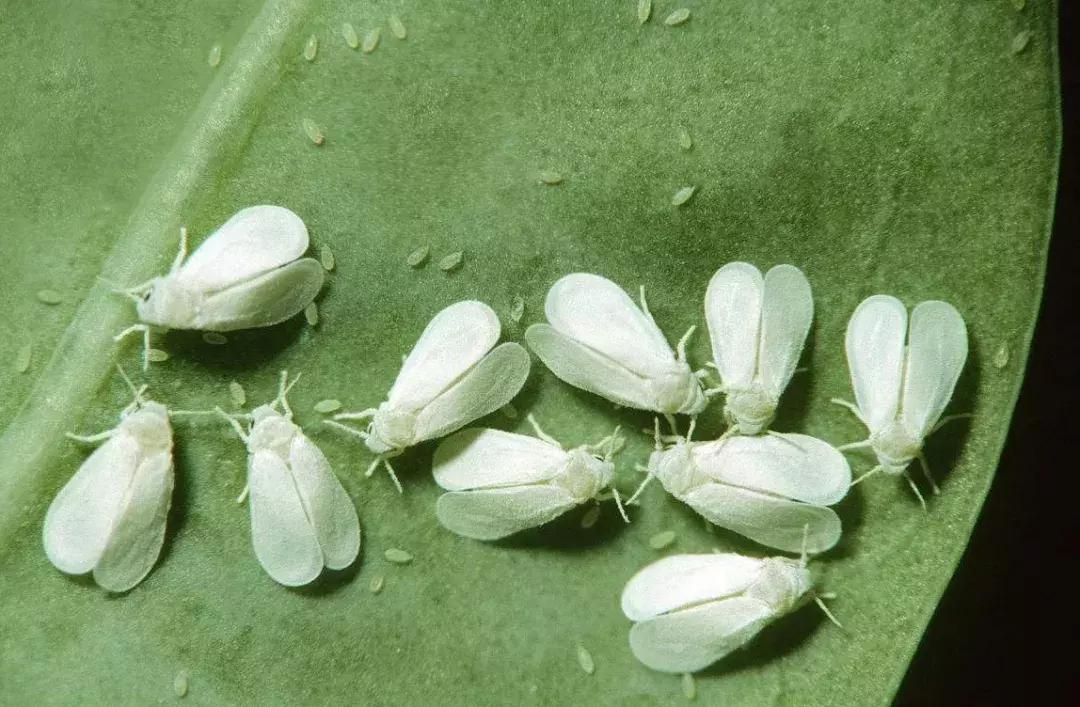 农田常见昆虫图鉴大全,常见田间昆虫100种