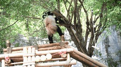 哪些动物名字容易读错,一般人都不知道的动物名字