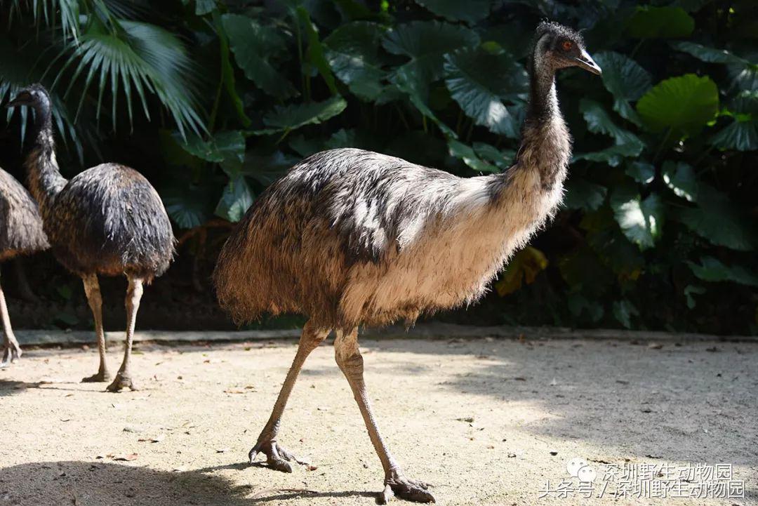 哪些动物名字容易读错,一般人都不知道的动物名字