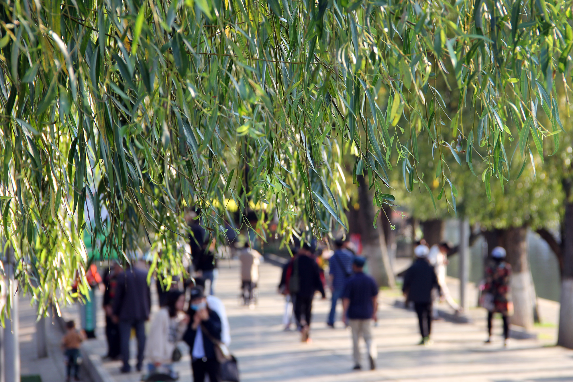 昆明翠湖公园照片,昆明翠湖公园简介资料