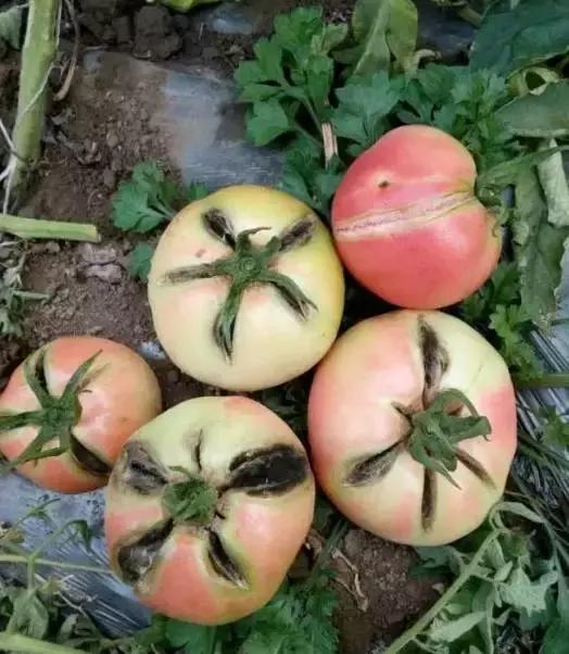 夏秋番茄病害图片大全,冬春大棚番茄病害怎么防治