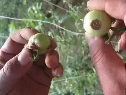 夏秋番茄病害图片大全,冬春大棚番茄病害怎么防治