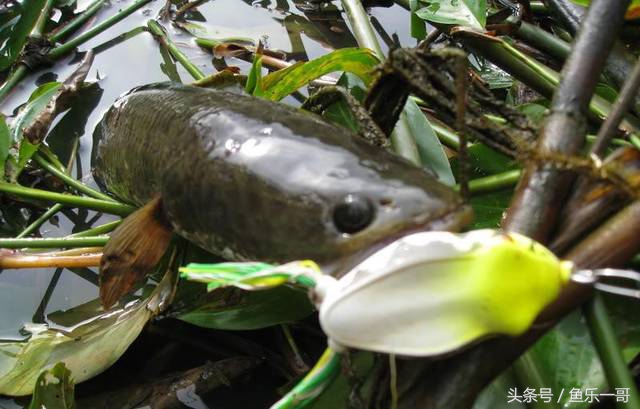 用路亚时鱼咬钩怎么判断,路亚黑鱼如何找标点分享四个技巧