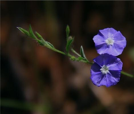 草药土丁,中药材山玉桂