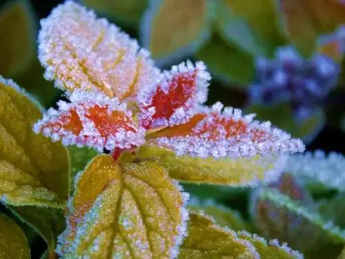 疏散风热清肺润燥清肝明目的草药,清肝明目的那个绿色的叶子是啥