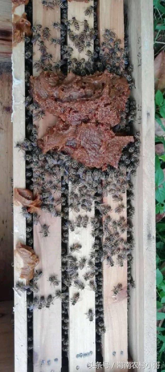 新抓回来的蜜蜂要怎样防止逃跑,刚收回的蜜蜂怎么喂养才不逃跑