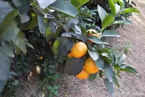 柑橘成熟果实太软怎么回事,柑橘果实发黄是怎么回事