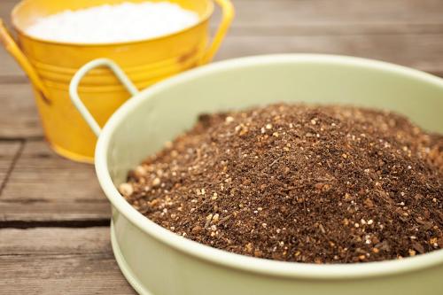 盆栽百合花如何种植视频播放,盆栽百合花的种植方法