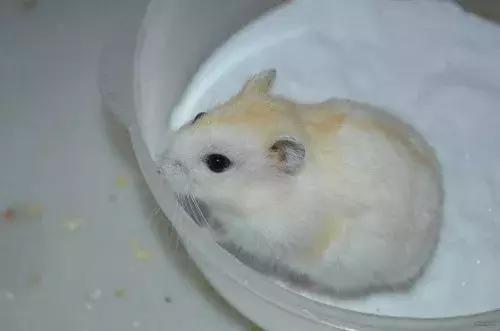 怎么养仓鼠仓鼠才会认你为主人,新手养仓鼠需要准备仓鼠什么用品