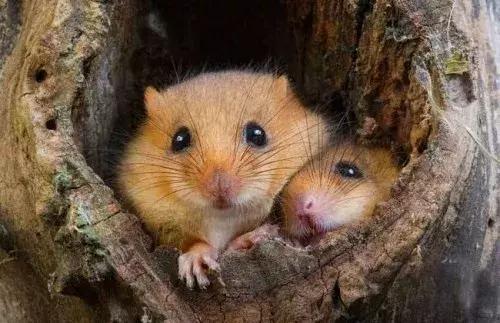 怎么养仓鼠仓鼠才会认你为主人,新手养仓鼠需要准备仓鼠什么用品