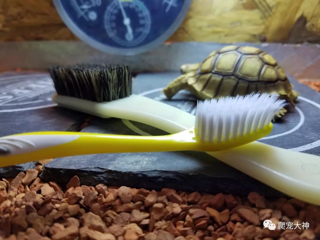 陆龟刺激排酸液,陆龟泡澡不排酸