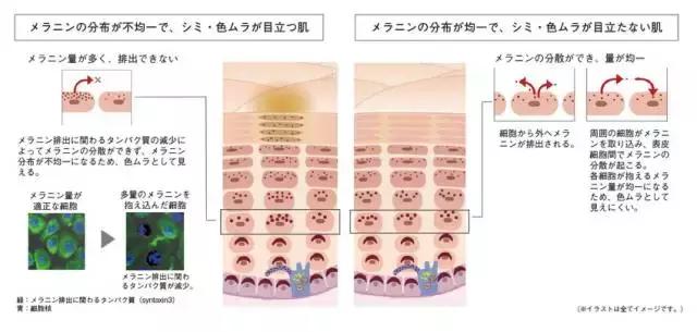 哪些明星有喝pola美白口服液,pola美白口服液明星喝