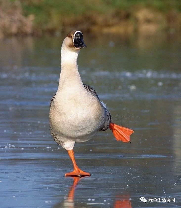 淘宝一百多的羽绒被是真的吗,淘宝上的羽绒被质量可靠吗