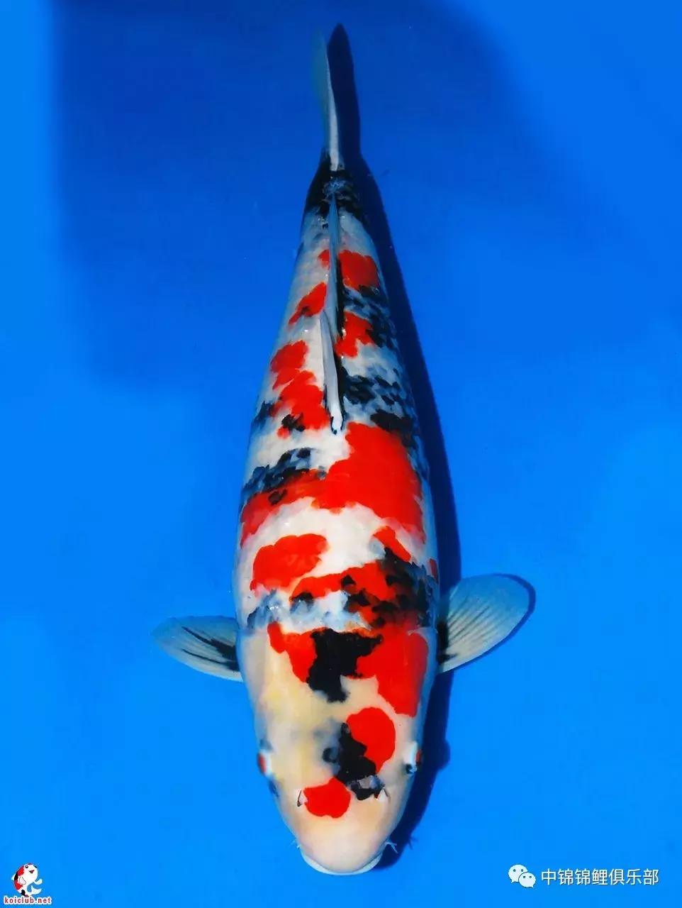 买锦鲤是集中买还是一条条买,买锦鲤买多大的合适