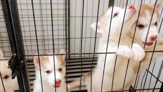 怎么纠正狗狗出门凶,如何纠正狗狗见到狗狗爆冲坏习惯