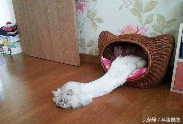 科学家发表了一篇“猫是液体”的论文，获得了搞笑诺贝尔奖