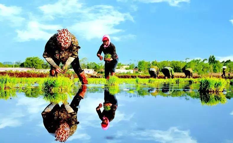 吉粳511和吉粳81,吉粳511多少钱一斤