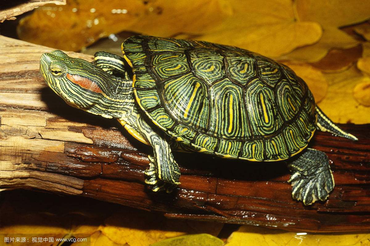 养龟如何不得白眼病,龟有白眼病要一直干养吗