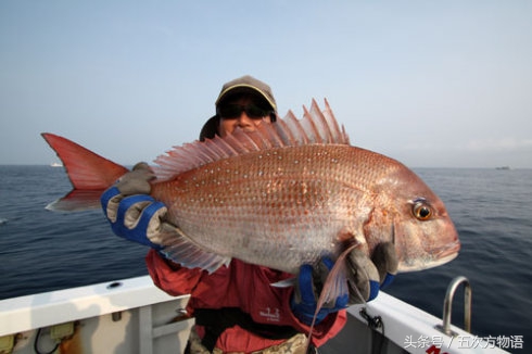 青岛海鱼品种大全及图片,青岛好吃的海鱼有哪些