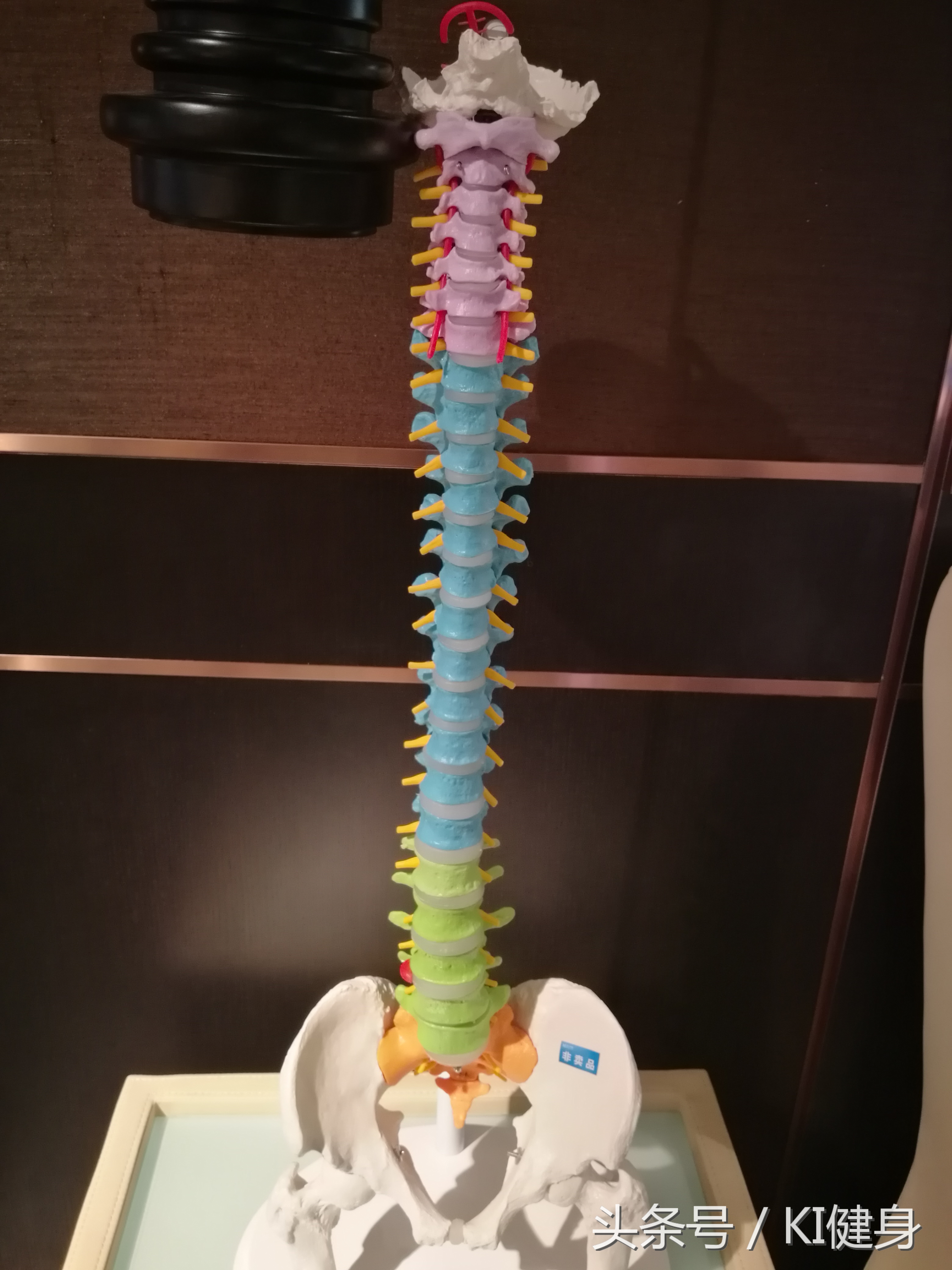 脊柱x线解剖重点观察哪些内容,脊柱磁共振解剖和常见疾病诊断