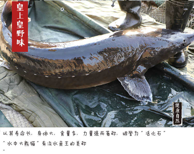 黑龙江鲟鳇鱼一般多少斤,中华鲟鳇鱼啥价
