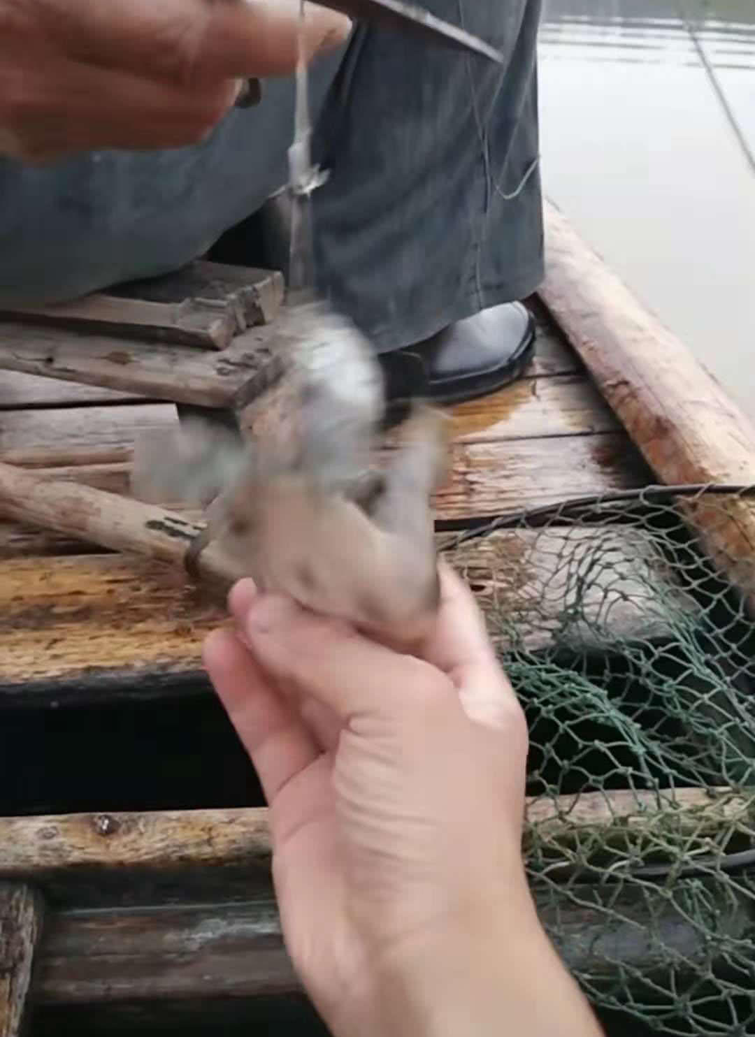 诱捕甲鱼的方法,诱捕野生甲鱼的最快方法视频