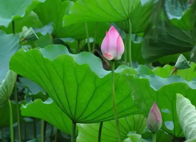 君子三愆三戒三变九思分析,君子三愆三戒三畏九思感悟