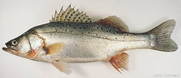 青岛海鱼品种大全及图片,青岛好吃的海鱼有哪些