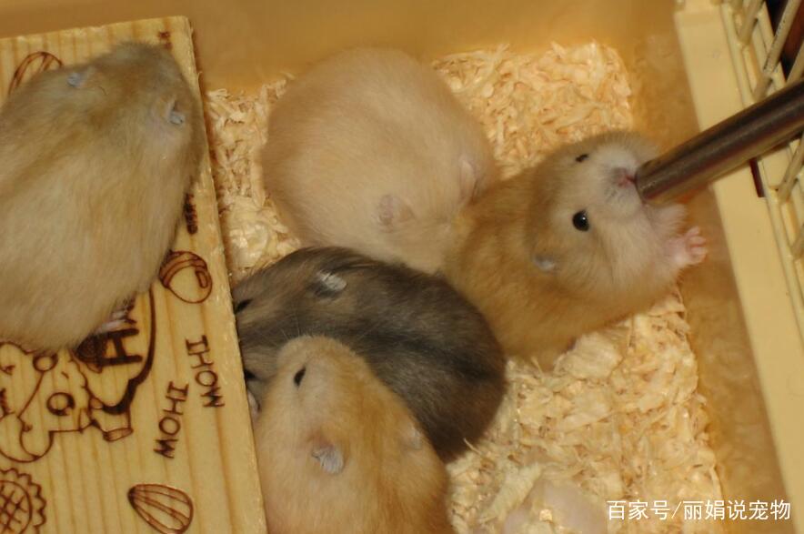 银狐仓鼠的喂养方式是什么,银狐仓鼠怎么消除对主人的警惕