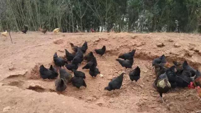 散养土鸡公母比例多少合适,散养土鸡公母搭配