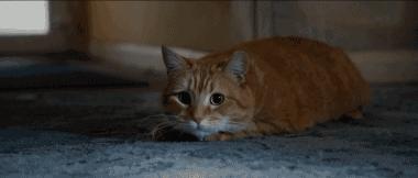 十一月这份片单,我敲锣打鼓的告诉你