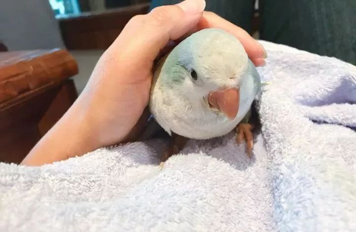 养鹦鹉少走30年弯路,新手养的鹦鹉各优缺点