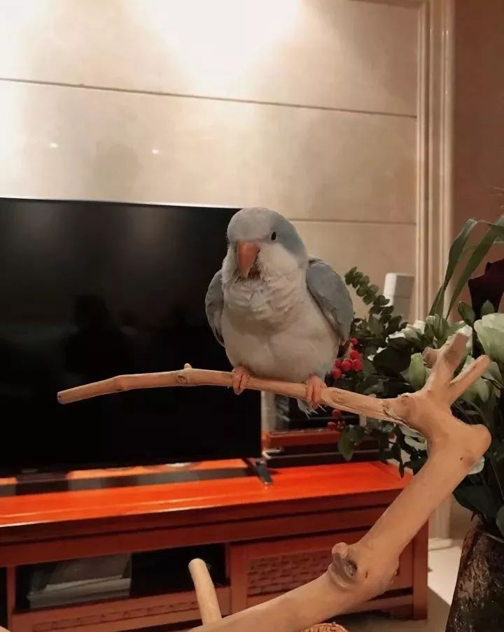 养鹦鹉少走30年弯路,新手养的鹦鹉各优缺点