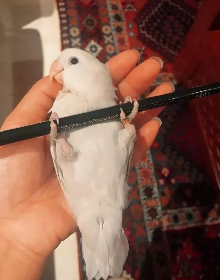 养鹦鹉少走30年弯路,新手养的鹦鹉各优缺点