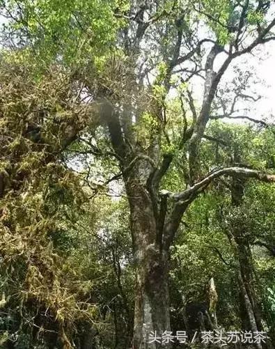 普洱山头茶价格排行,云南普洱最全30有名山头茶