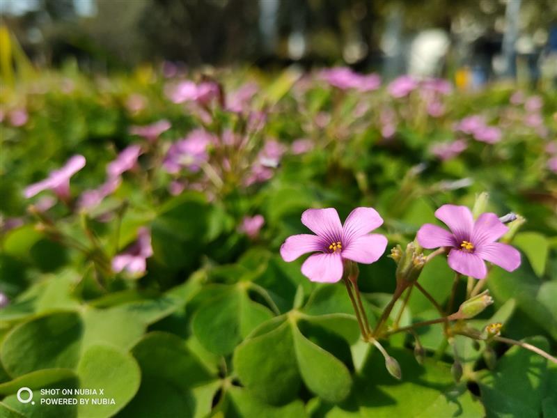 努比亚x的lcd是什么水准,努比亚最大屏手机