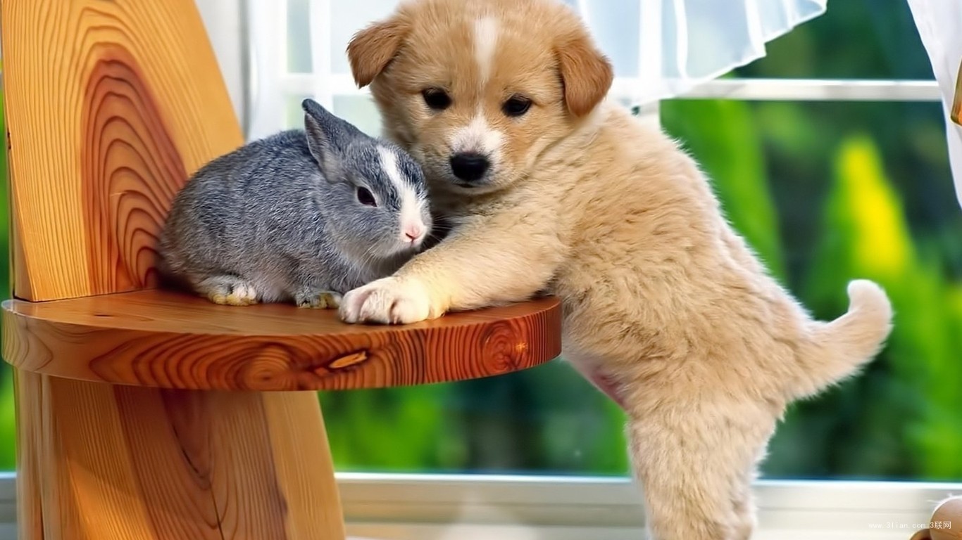 佛弟子可以养宠物吗,佛弟子可以养狗吗