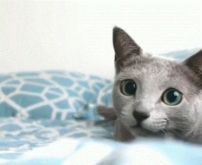 猫咪新玩法,喵咪生活小技巧有哪些