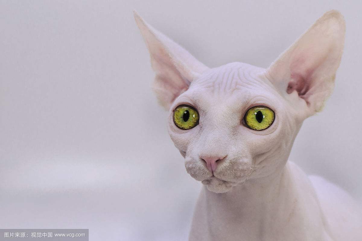 世界上最昂贵的5种猫,盘点全球八大昂贵猫咪排行榜