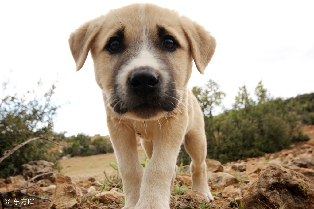 狗狗肚子很胀怎么帮助消化,狗狗胃胀气怎么缓解