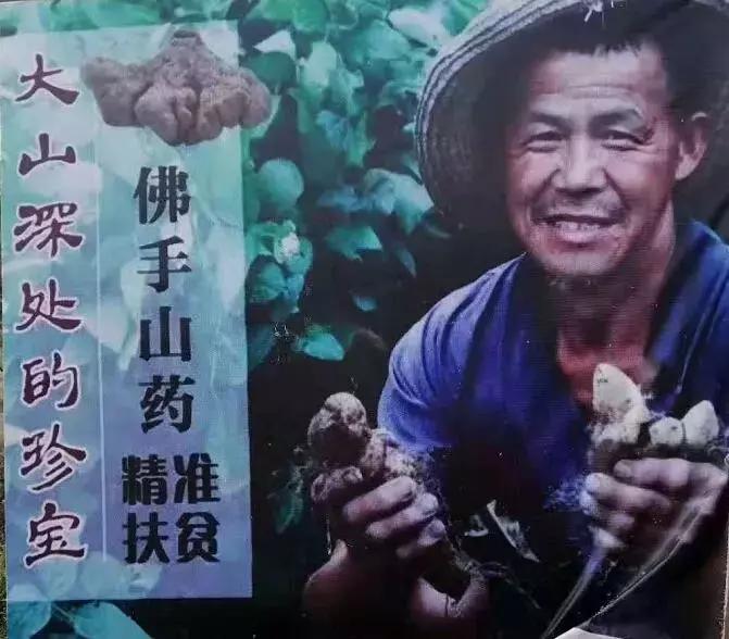 佛手山药山药之王,佛手山药适合什么土壤种植