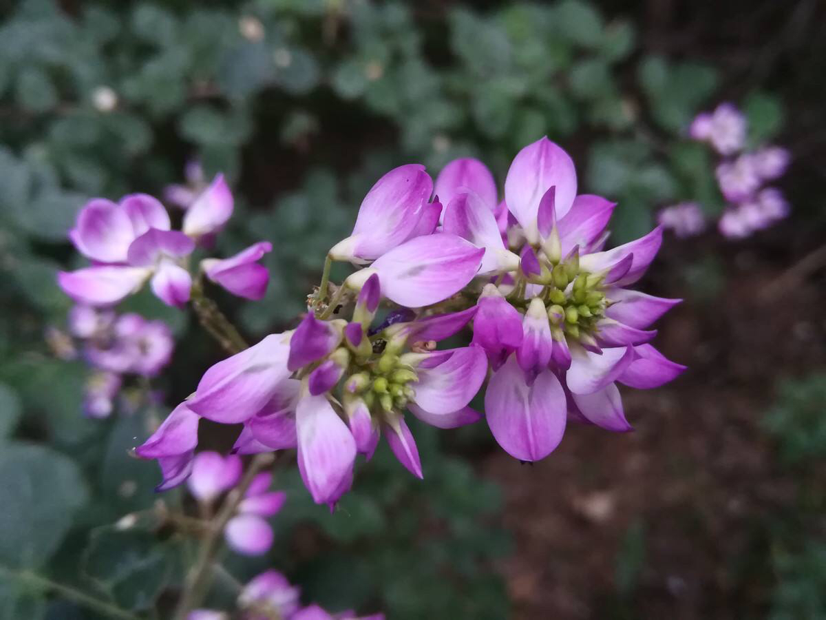 中药锈铁钉,中药材绣花针