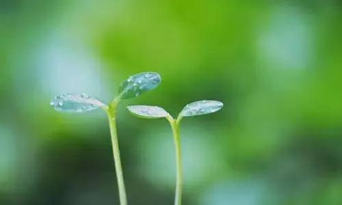 散文随笔投稿平台,散文随笔在什么平台投稿有稿费