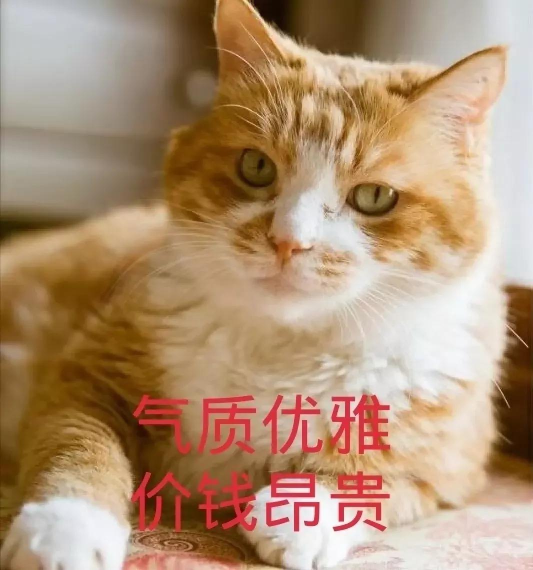 猫粮有关猫咪的健康可不能随便选 (猫咪生病吃哪种湿猫粮)