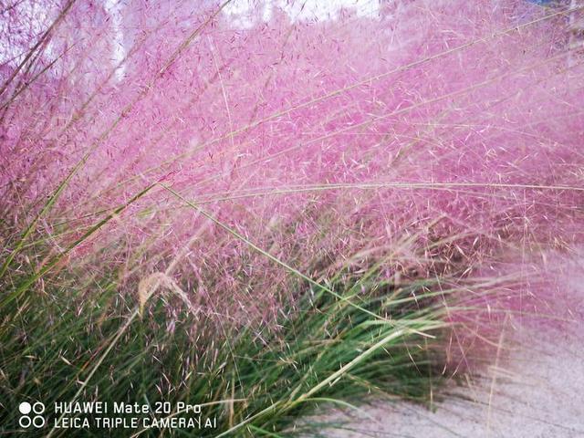 mate20pro测评优缺点,mate20pro缺点深度评测