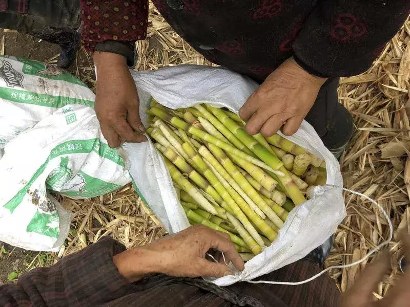 新鲜龙须笋的家常做法,龙须笋的正确食用方法