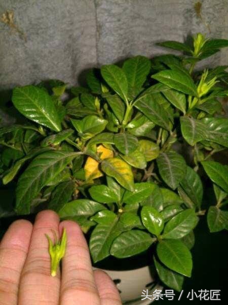 小叶栀子花浇水多了黄叶怎么办,栀子花浇水过多大量黄叶了怎么办